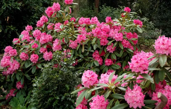 Picture Flowers, pink, the bushes, pink, flowers