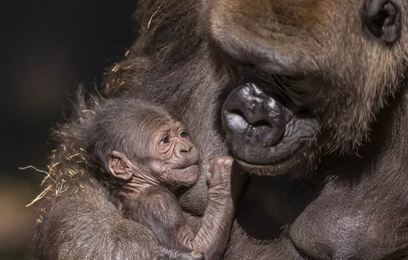 Nature, background, gorilla