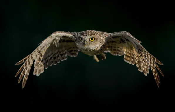 Picture owl, wings, the dark background, rabbit owl