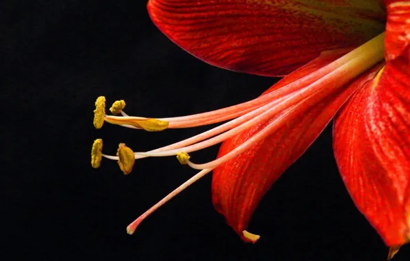 Picture flower, background, Lily, petals, stamens