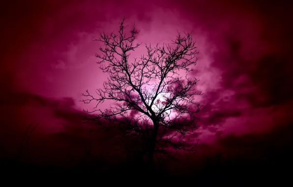 Picture the sky, night, tree