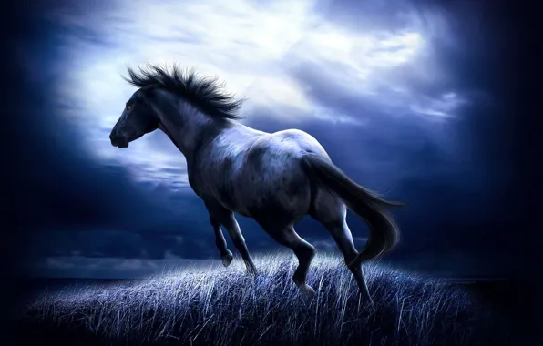 Picture field, night, horse