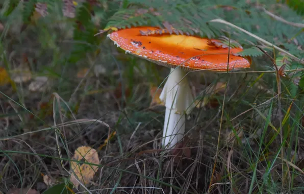 Autumn, nature, mushrooms, mushroom