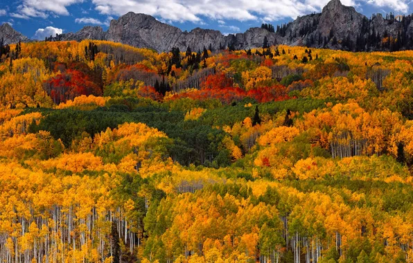 Picture autumn, forest, the sky, clouds, trees, landscape, mountains, nature