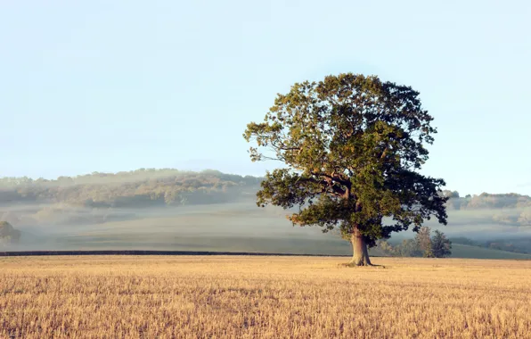 Picture field, autumn, fog, tree, morning