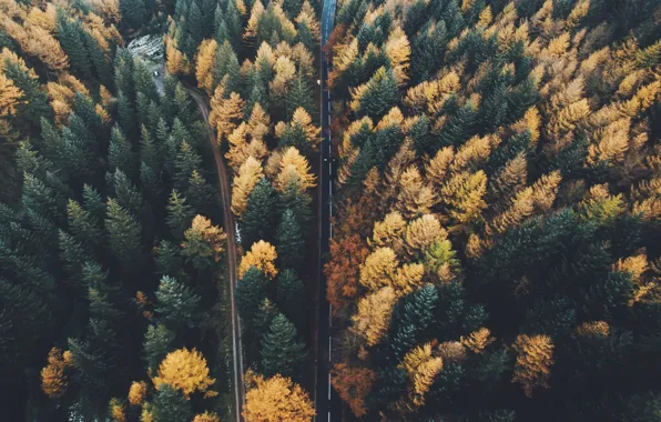 Road, autumn, forest, trees, nature, the view from the top