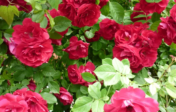 Picture leaf, roses, buds