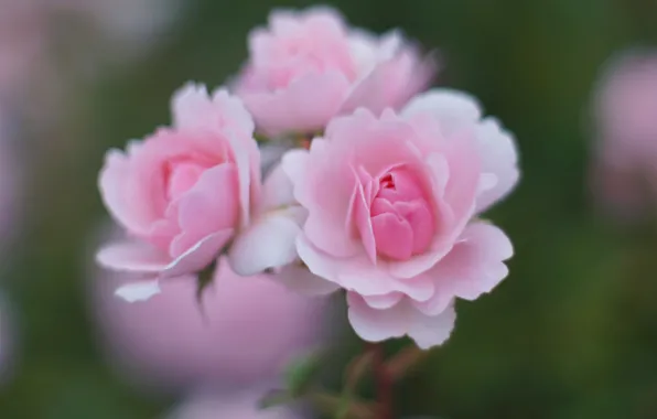 Tenderness, roses, pink, trio, bokeh