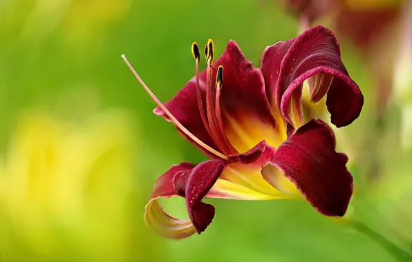 Picture macro, petals, Tiger Lily