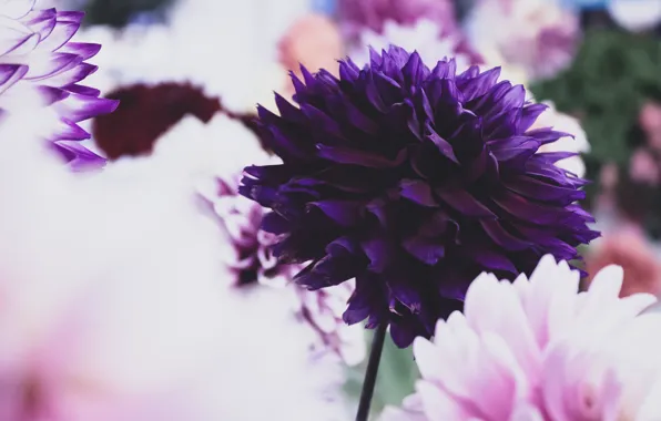 Flower, purple, blur, Dahlia, bokeh, dahlias