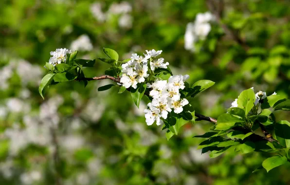 Picture flowers, branch, spring, macro.