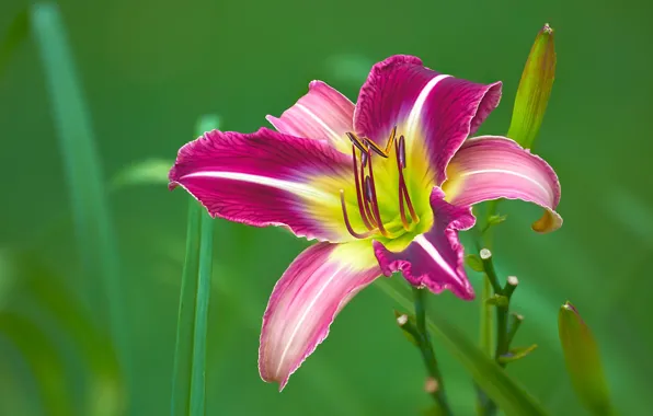 Flower, leaves, pink, Lily, petals, buds, two-tone, green background