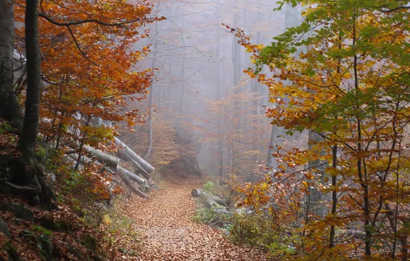Picture autumn, forest, leaves, trees, fog, the way, tree, foliage
