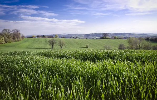 Field, the sky, landscape