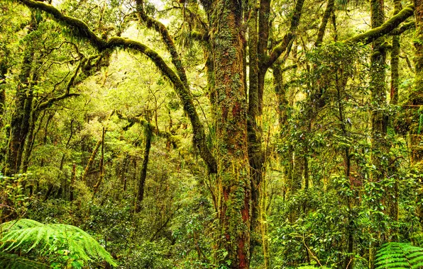 Green, forest, trees