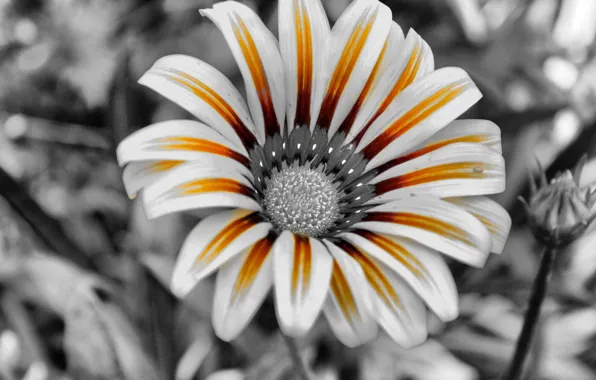 Picture flower, black and white, petals