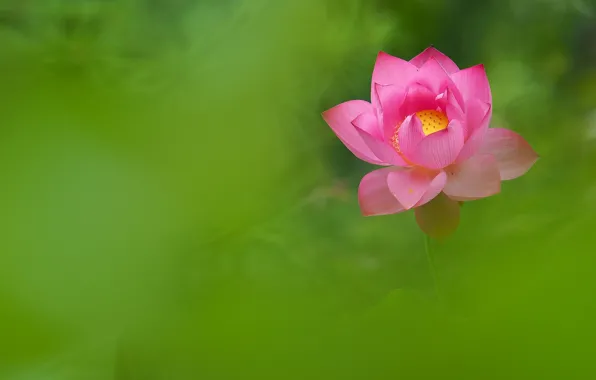 Flowers, petals, Lotus, pink