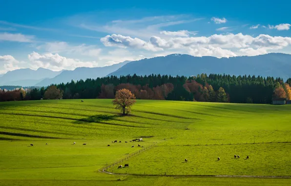 Clouds, tree, countryside, barn, farm, sunny, stove, cows
