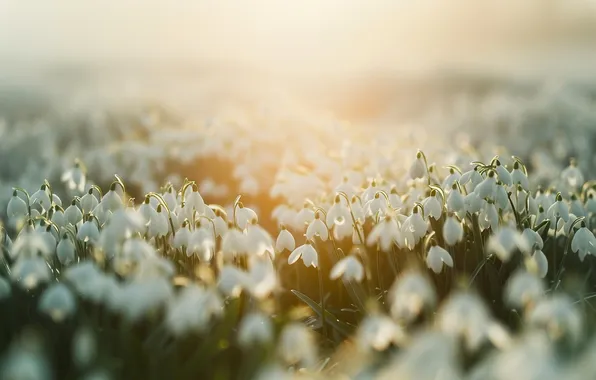 Field, the sun, light, flowers, fog, glade, spring, morning