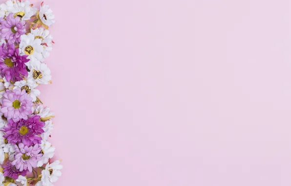 Picture flowers, pink background, chrysanthemum