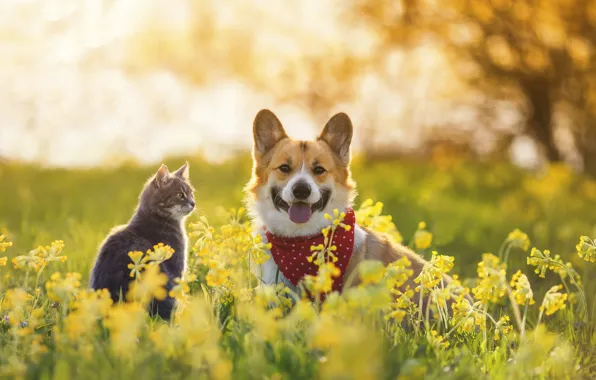 Language, cat, summer, cat, look, light, flowers, nature