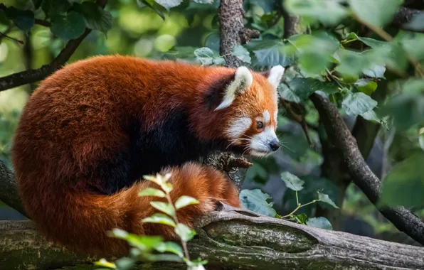 Look, leaves, branches, nature, profile, red Panda, log, sitting