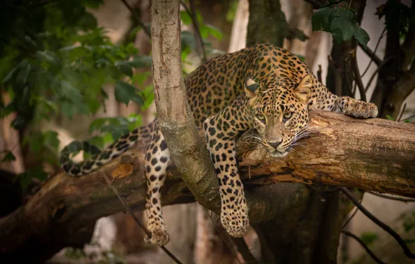 Picture look, trees, branches, leopard, lies