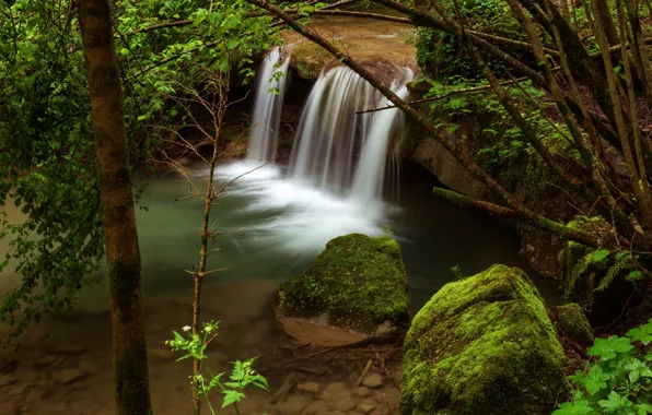Picture shore, boulders, leaves, greens, trunk, stream, branches, nature