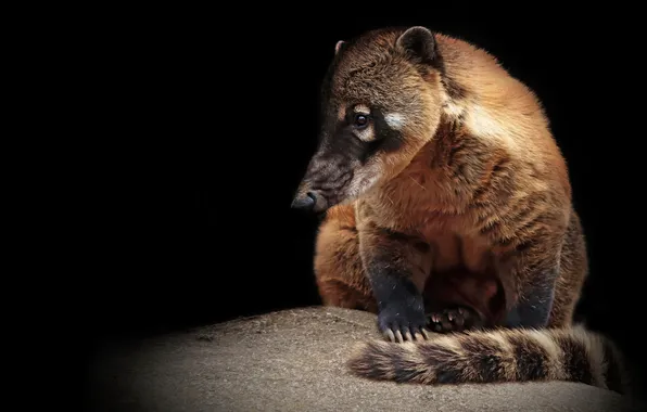 Look, pose, stone, nose, tail, black background, face, sitting