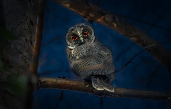 Forest, night, branches, nature, bird, long-eared owl