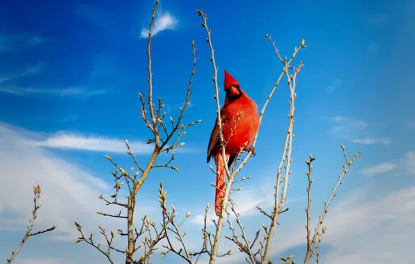 Clouds, branches, blue, bird, spring, red, bright colors, kidney
