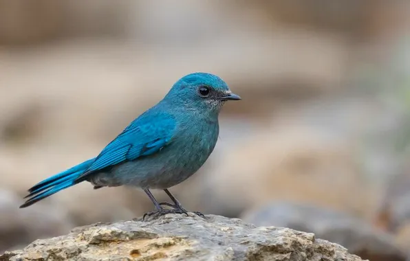 Microsemi, bird, beautiful, bright color