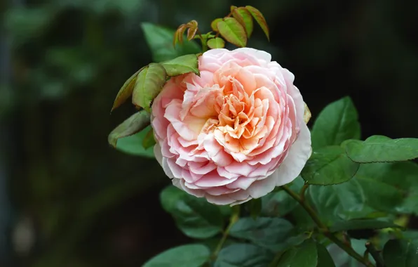 Leaves, the dark background, rose, garden, Bud, lush, peach