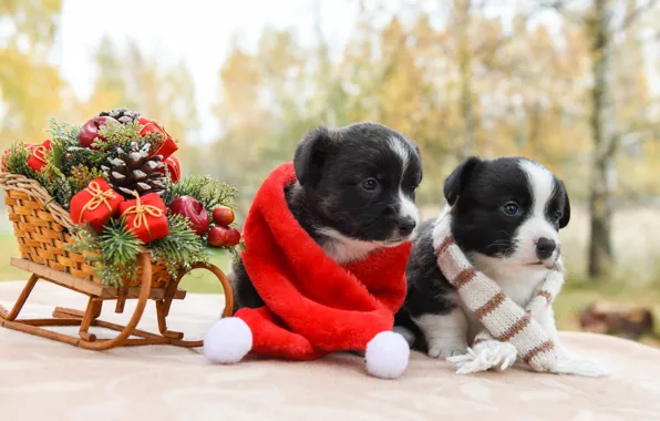 Dogs, look, red, nature, pose, Park, toys, dog