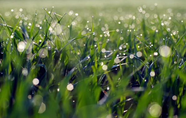 Wallpaper grass, drops, Rosa for mobile and desktop, section природа ...