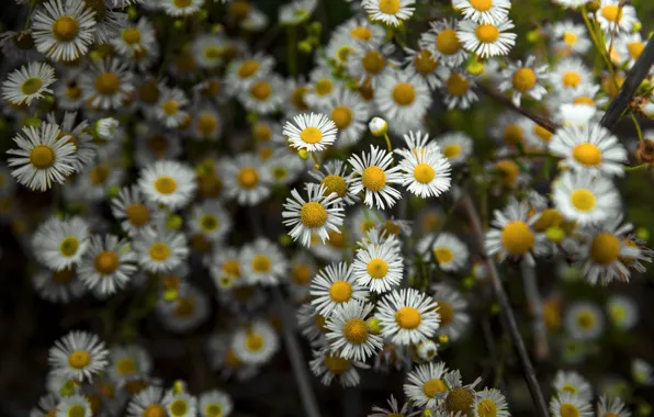 Picture nature, chamomile, flowers