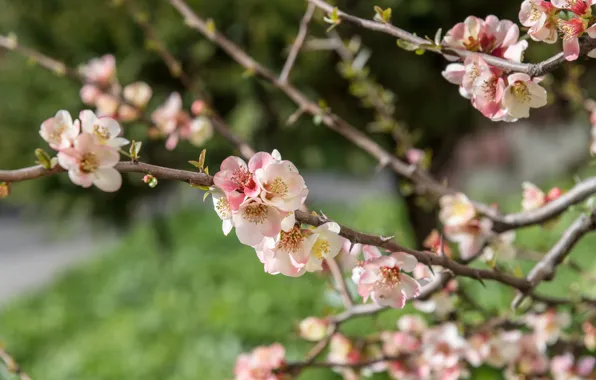 Light, flowers, branches, nature, spring, pink, flowering, quince