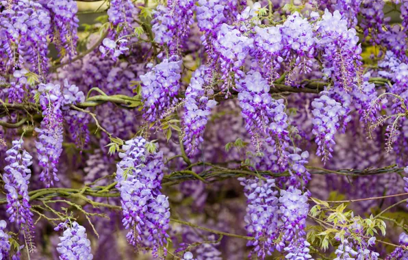 Flowers, branches, nature, background, stems, color, beauty, spring