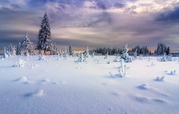Winter, snow, tree, Ural, fluffy ate