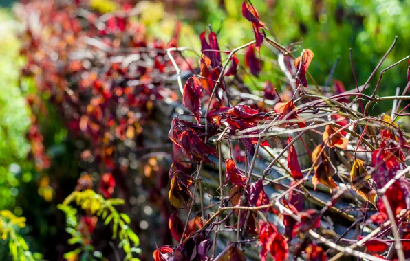 Picture macro, red, the fence, Bush, vine