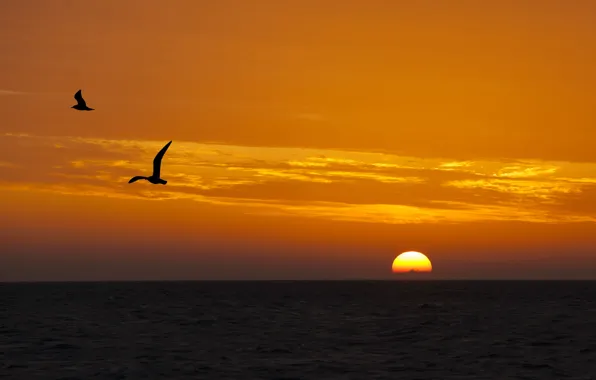 Picture sea, landscape, sunset, birds