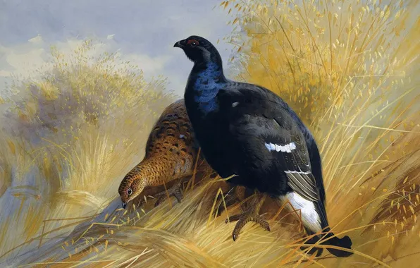 Birds, Picture, Grouse, Archibald Thorburn, Archibald Thorburn,, Scottish painter, Black grouse in rye