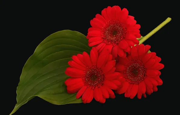Picture leaf, petals, red, trio, gerbera, black background