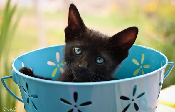 Look, kitty, bucket