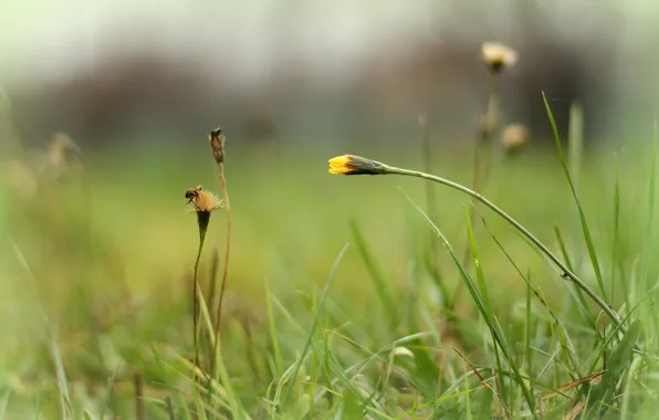 Greens, summer, grass, flowers, field