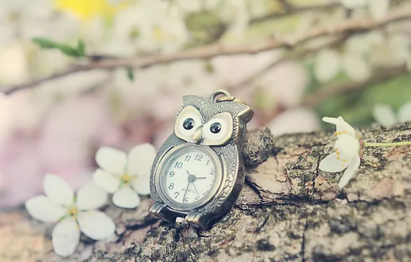 Picture flowers, nature, owl, watch