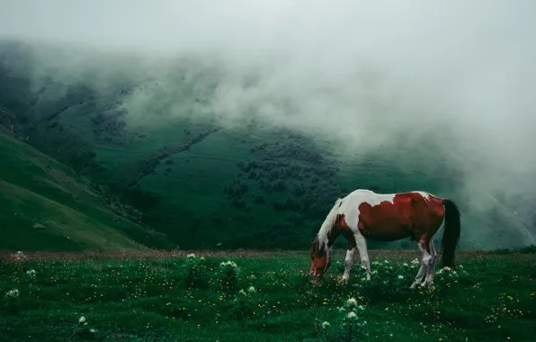 Greens, field, forest, summer, flowers, mountains, fog, horse