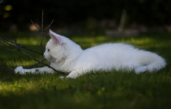 White, grass, cat, the game