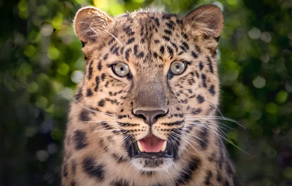 Picture face, portrait, predator, leopard, handsome