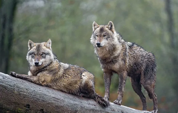 Nature, face, animal, wolf, wildlife, head, fur, mammal